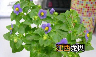 采菊盆栽养护方法 菊花盆栽的养殖方法与注意事项