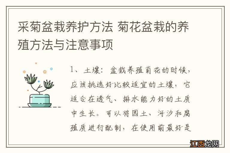 采菊盆栽养护方法 菊花盆栽的养殖方法与注意事项