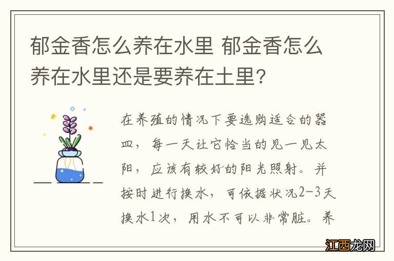 郁金香怎么养在水里 郁金香怎么养在水里还是要养在土里?