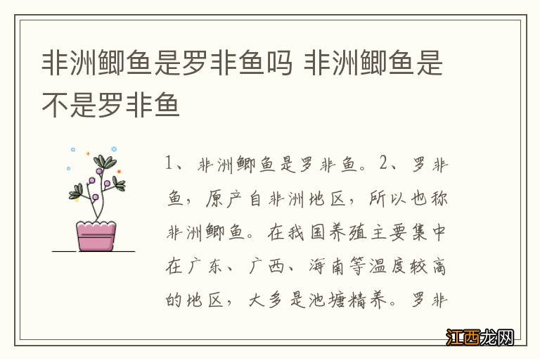 非洲鲫鱼是罗非鱼吗 非洲鲫鱼是不是罗非鱼