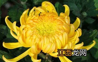 菊花做什么菜