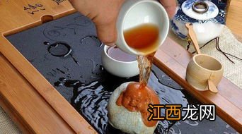 茶宠怎么养