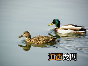 水中游鸭子怎么涂色