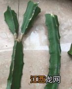 三棱箭的扦插方法 三棱箭的生长习性及用途