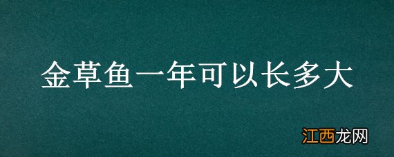 金草鱼一年可以长多大 金草鱼一年可以长多大图片