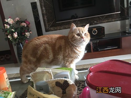 橘猫好养吗 爱橘猫的看过来