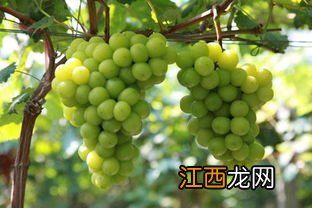 钙肥的最佳时间 钙肥的好处