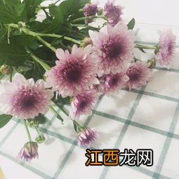 满天星干花要水养吗 需要阳光照射吗?