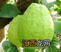 四季番石榴种植方法 详细教程在这里