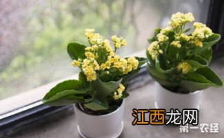 红玉珠花怎么养 红玉珠花养法简述