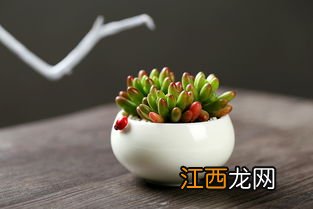 红玉珠花怎么养 红玉珠花养法简述