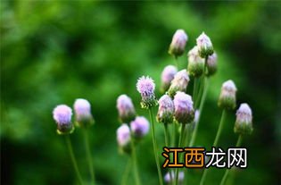 泥胡菜与什么不能一起吃