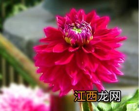 大丽菊的养殖方法 如何养殖大丽菊