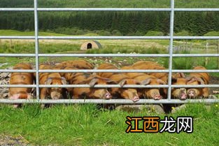 科技对养殖业有什么贡献 科学技术对养殖业的影响