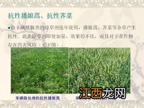 除草剂什么时候打最好 除草剂打药的时段