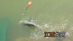 浑水怎么钓鱼 浑水河流钓鱼的三个实用技巧