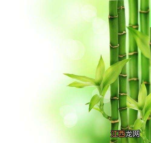 绿竹怎么养 绿竹养法简述