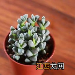 鹿角海棠怎么繁殖 养殖鹿角海棠的方法