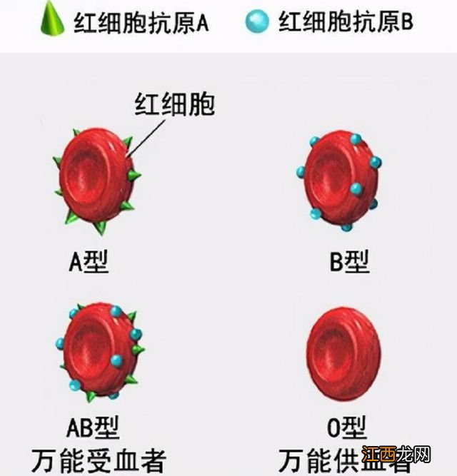 妈妈的血型将孩子智力分为三六九等？斯坦福大学：确实有先天优势