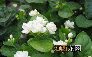 茉莉花叶子蔫是什么原因 叶子蔫的原因是什么