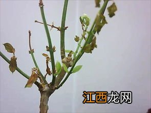 茉莉花叶子蔫是什么原因 叶子蔫的原因是什么