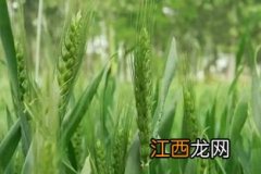 小麦春季打灭草剂对气温的要求 气温对植物的影响