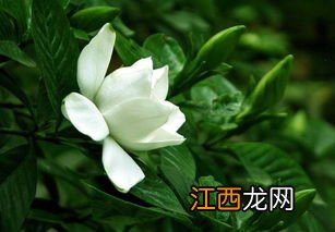 栀子花什么时候种 栀子花如何种植