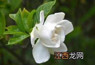 栀子花什么时候种 栀子花如何种植