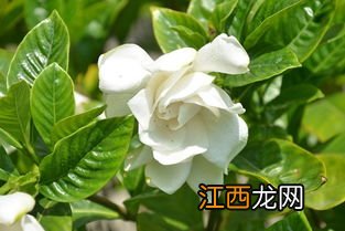 栀子花什么时候种 栀子花如何种植