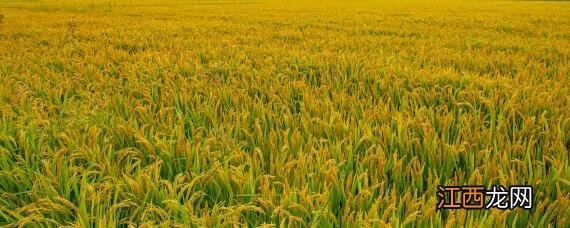 杂交水稻是基因工程还是细胞工程