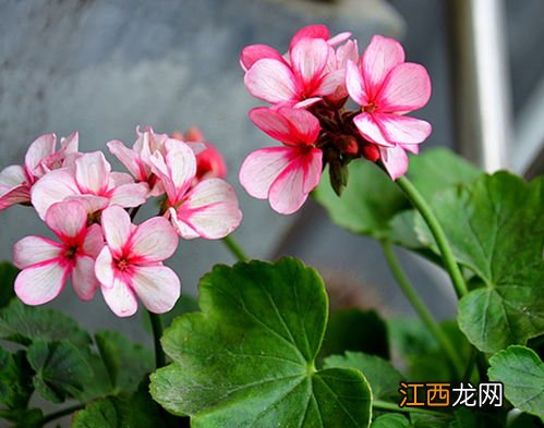 天竺葵什么季节播种 天竺葵内容介绍