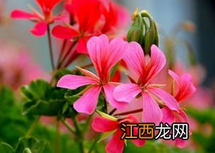 天竺葵什么季节播种 天竺葵内容介绍