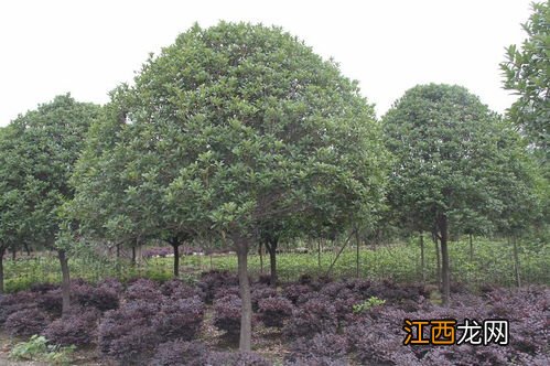 10公分桂花树种植间距 正确种植桂花树的方法与技巧