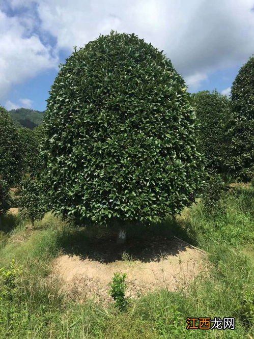 10公分桂花树种植间距 正确种植桂花树的方法与技巧