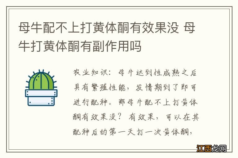 母牛配不上打黄体酮有效果没 母牛打黄体酮有副作用吗