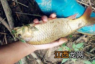 水库怎么钓甲鱼用什么勾和诱饵? 水库钓甲鱼方法及用什么勾和饵料