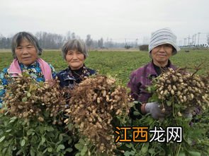 小朋友种植花生的步骤 小朋友种植花生的步骤简述