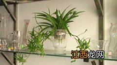 水养植物营养液自制 详细介绍自制营养液的方法