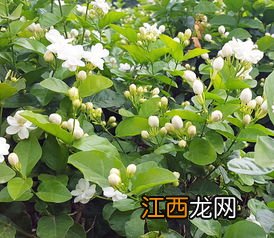 茉莉花怎么培育