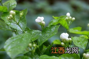 茉莉花怎么培育