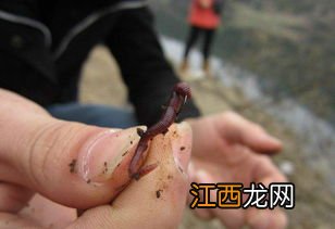 钓鲫鱼蚯蚓怎么挂 大家要注意了