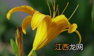 黄花菜又称什么 黄花菜有什么别称