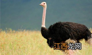 鸸鹋和鸵鸟是一种动物吗 鸸鹋和鸵鸟有什么不同