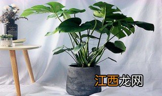 客厅什么植物适合养，客厅什么植物适合养在卧室