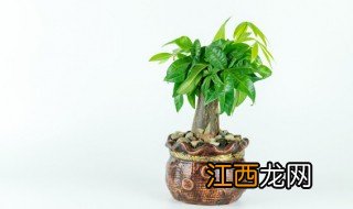 干燥客厅适合养什么植物 房间干燥适合养什么植物