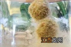 钓鱼用什么鱼饵才能不招小鱼? 钓鱼不招小鱼的方法