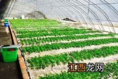 沙培种植法 沙培种植法简介