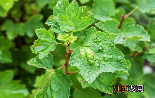 茄科植物有哪些 你知道有哪些吗