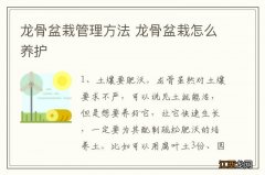 龙骨盆栽管理方法 龙骨盆栽怎么养护