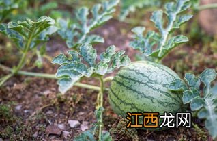 大棚西瓜怎么种 有什么步骤